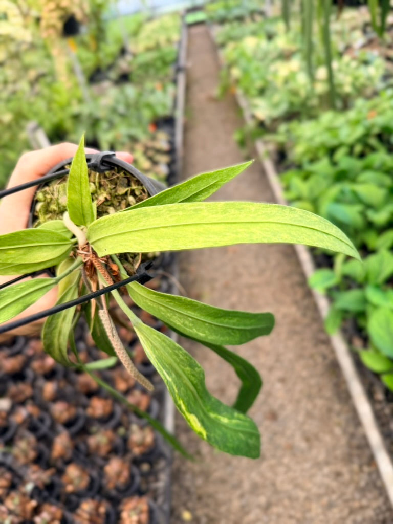 Handpicked #20 - Anthurium Vittariifolium Variegata