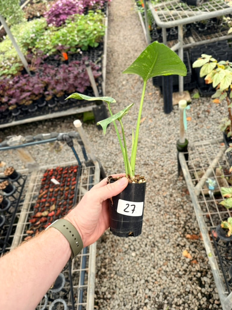 Handpicked #27 - Monstera Deliciosa Mint