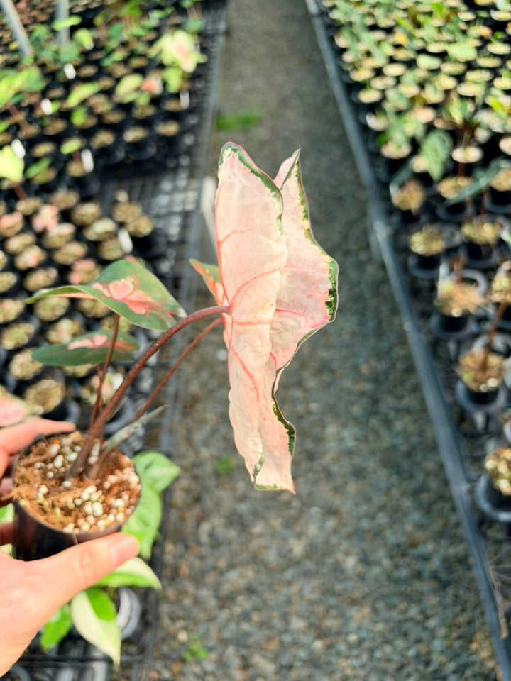 Handpicked #79 - Caladium Bicolor - Apple Blossom
