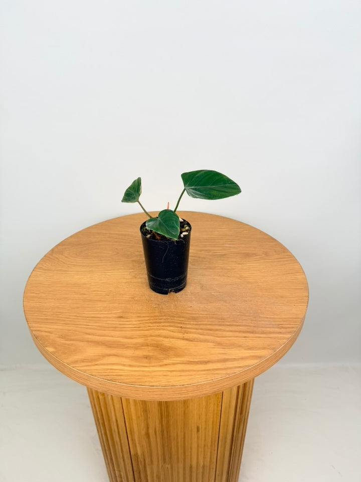 Philodendron Nangaritense - Fuzzy Petiole - Imperfect Foliage