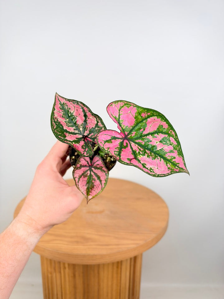 Caladium Bicolor - Purple Light
