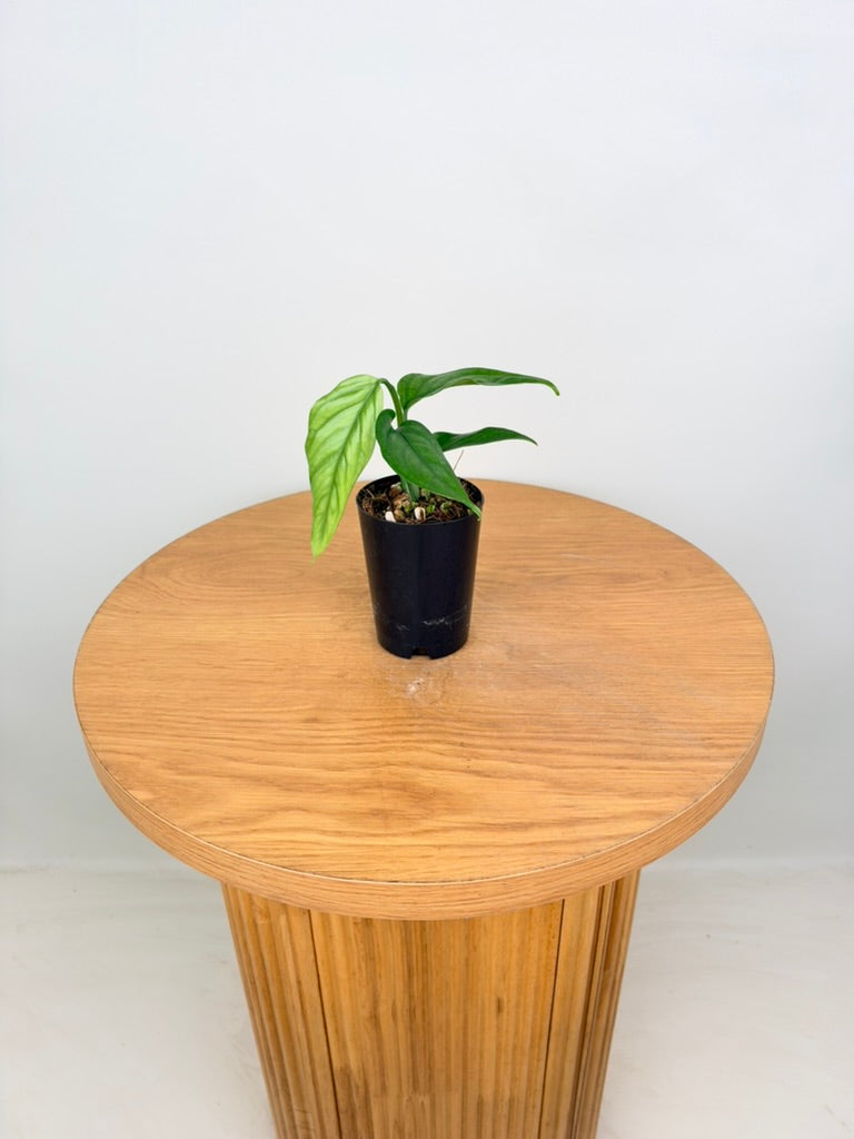 Monstera Obliqua - Filamentous