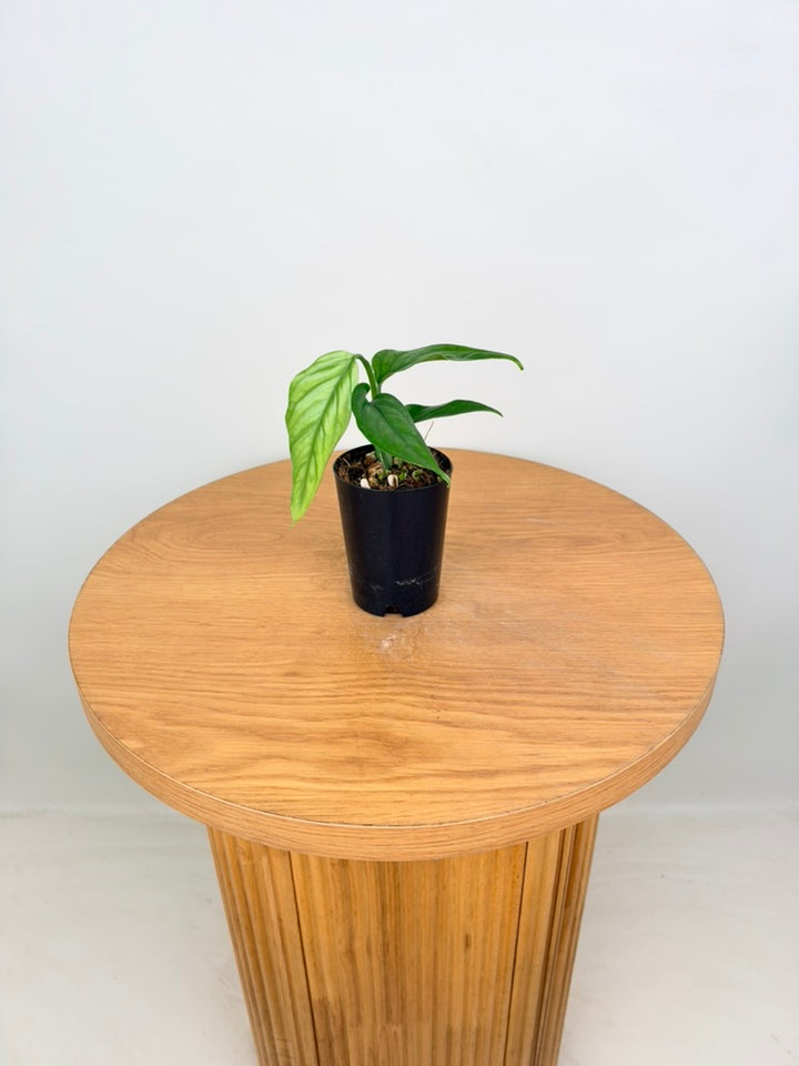 Monstera Obliqua - Filamentous