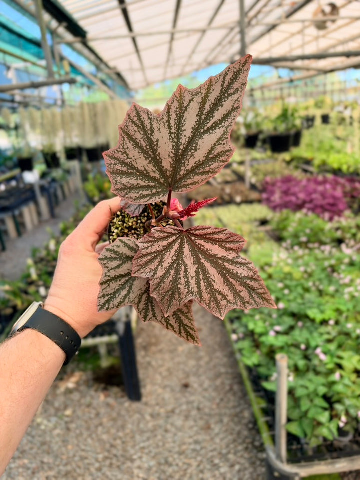 Begonia Pink Minx