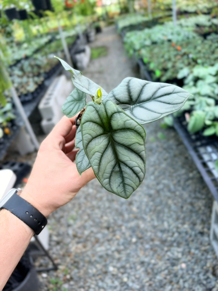 Alocasia Baginda - Silver Dragon
