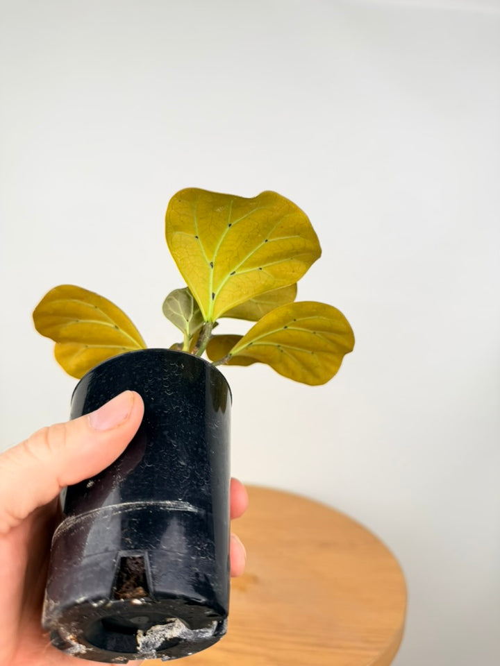 Ficus Deltoidea