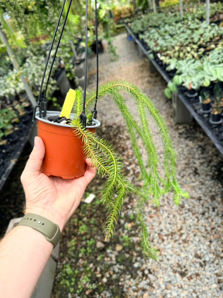 Handpicked #34 - Phlegmariurus squarrosus [Huperzia Squarrosa] - QLD Fine Rock Tassel Fern
