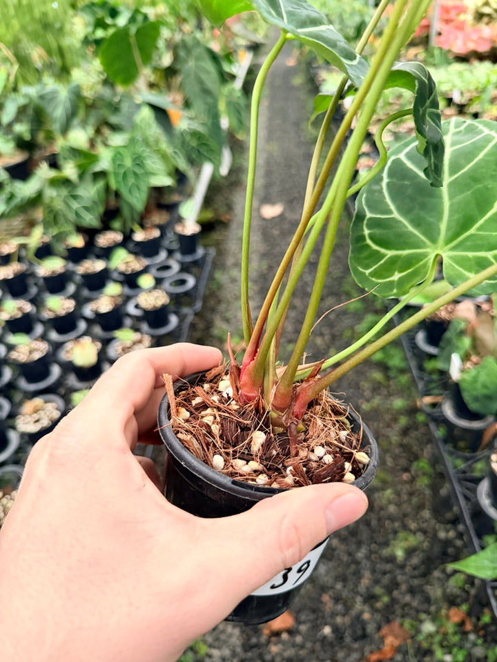 Handpicked #139 - Anthurium Crystallinum - Multi Headed