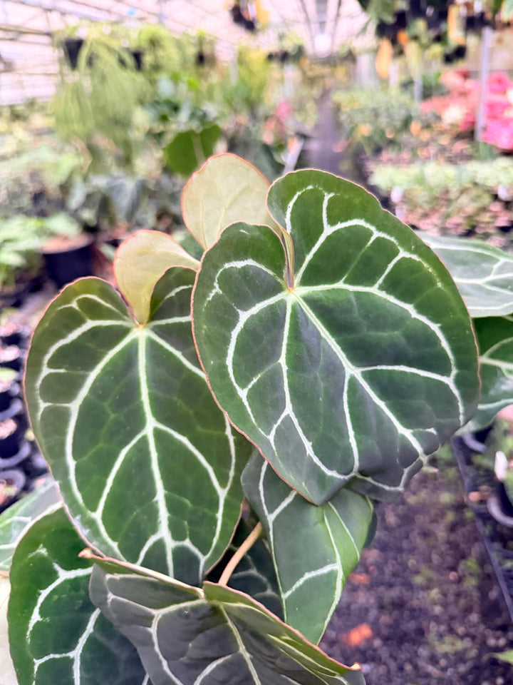 Handpicked #134 - Anthurium Crystallinum - Multi Headed