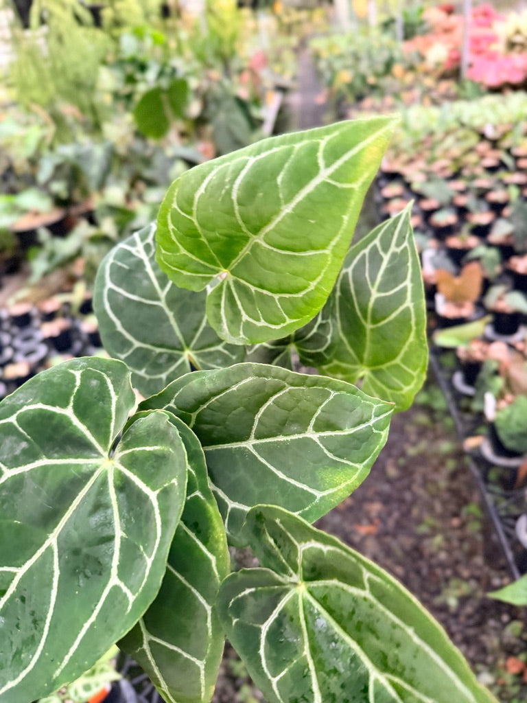 Handpicked #139 - Anthurium Crystallinum - Multi Headed