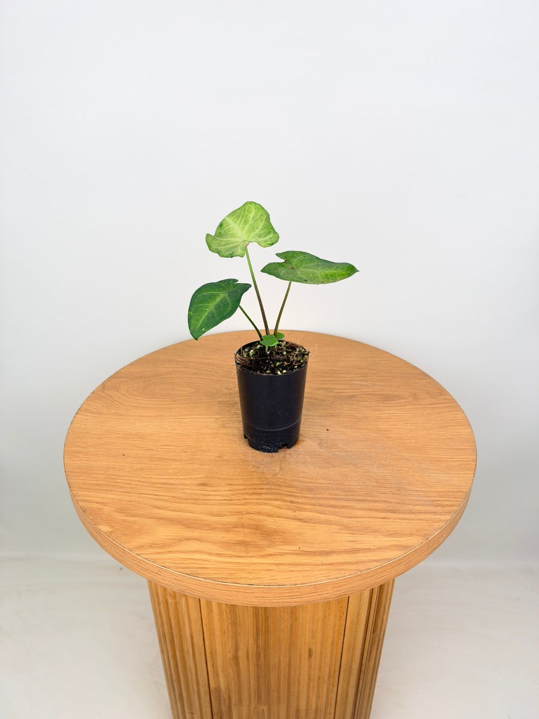Caladium Bicolor - Frog in a Blender