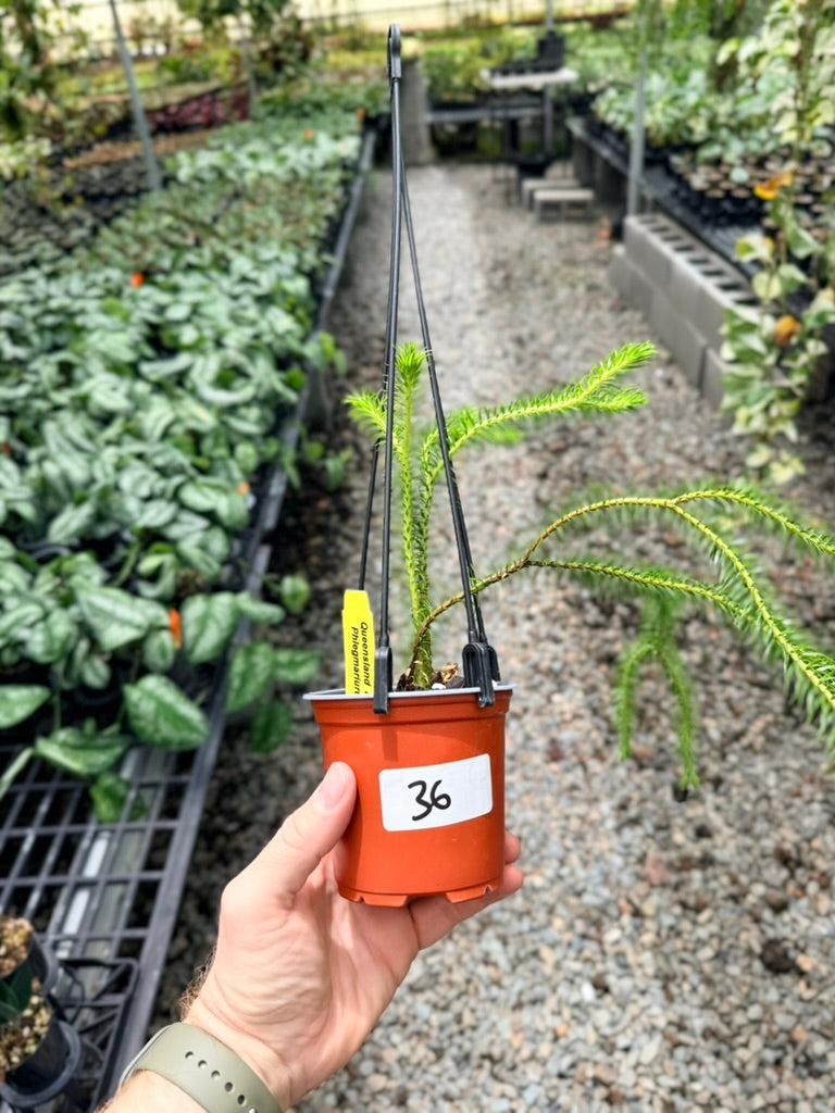 Handpicked #36 - Phlegmariurus squarrosus [Huperzia Squarrosa] - QLD Fine Rock Tassel Fern