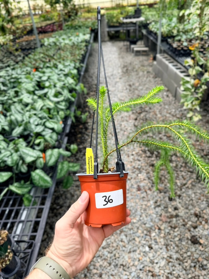 Handpicked #36 - Phlegmariurus squarrosus [Huperzia Squarrosa] - QLD Fine Rock Tassel Fern