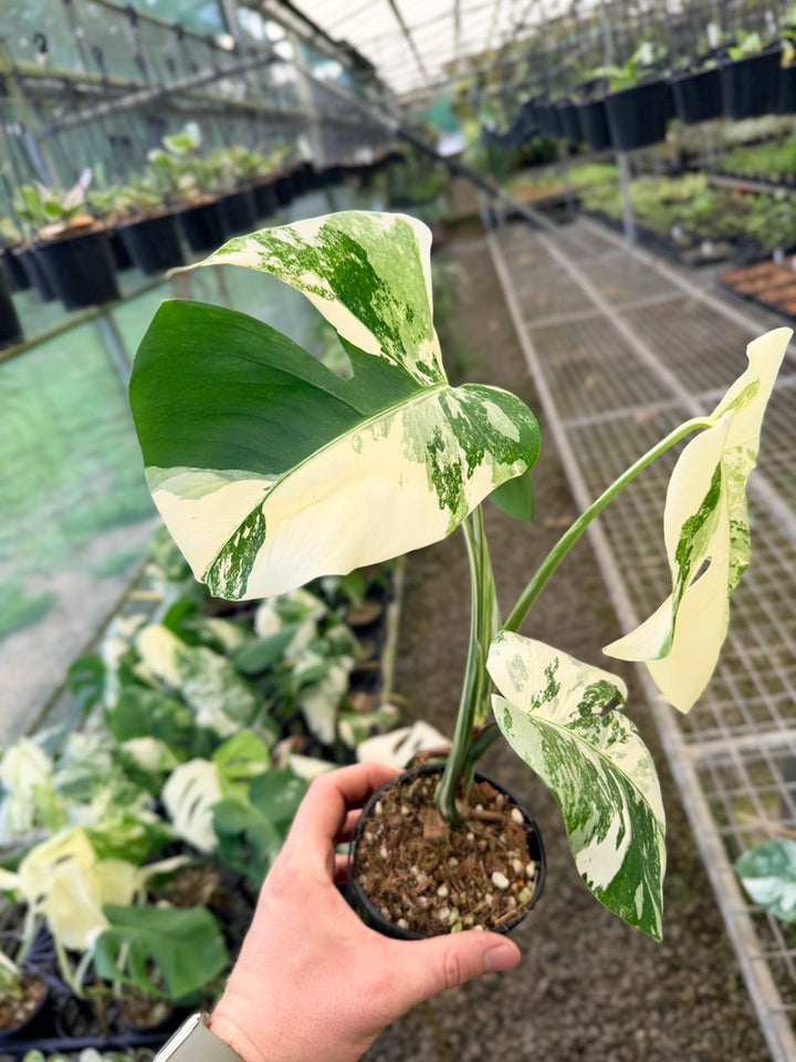 Handpicked #137 - Monstera Deliciosa Borsigiana Variegated Albo