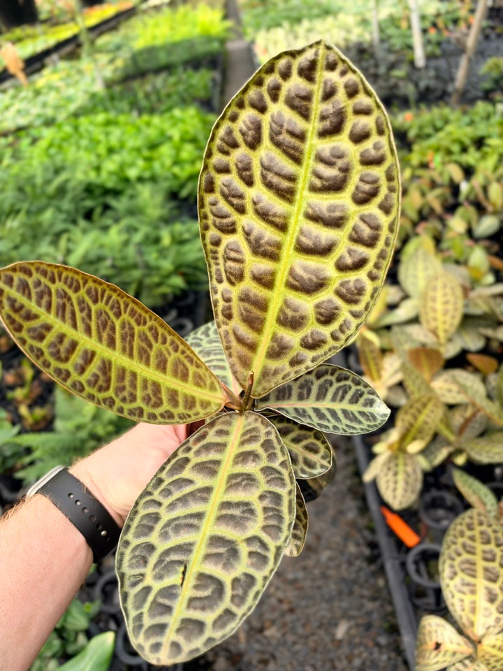 Handpicked #96 - Labisia Beccarii - Turtleback