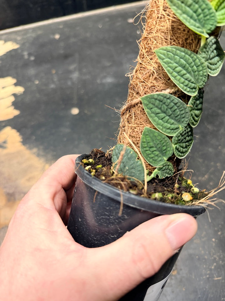 Handpicked #94 - Rhaphidophora Versteegii Totem - 100mm Pot