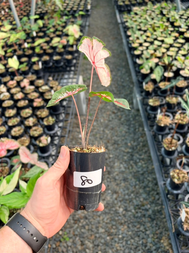 Handpicked #80 - Caladium Bicolor - Apple Blossom