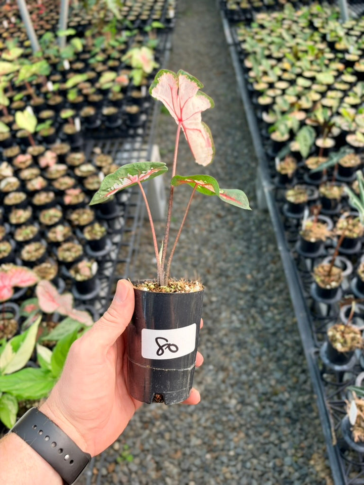 Handpicked #80 - Caladium Bicolor - Apple Blossom
