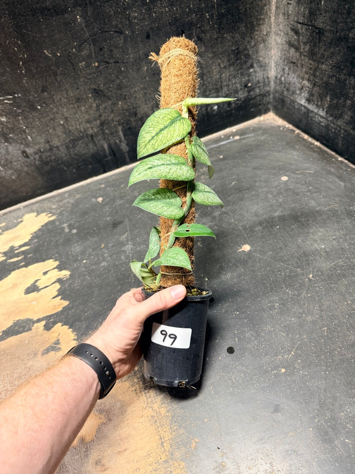 Handpicked #99 - Rhaphidophora Hongkongensis Mint Totem - 100mm Pot