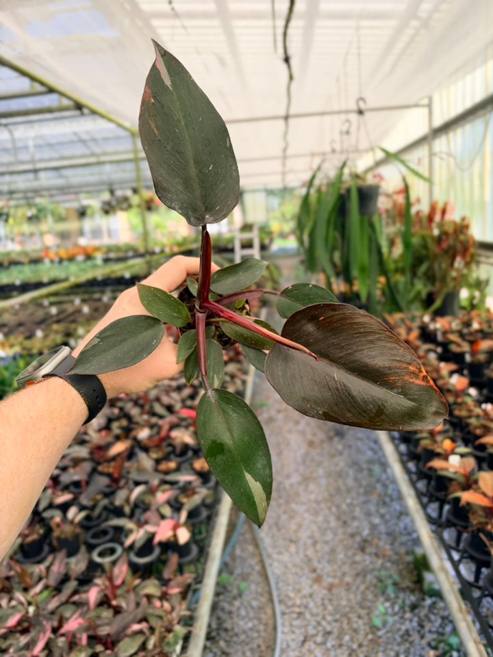 Philodendron Erubescens - Pink Princess - No Current Variegation
