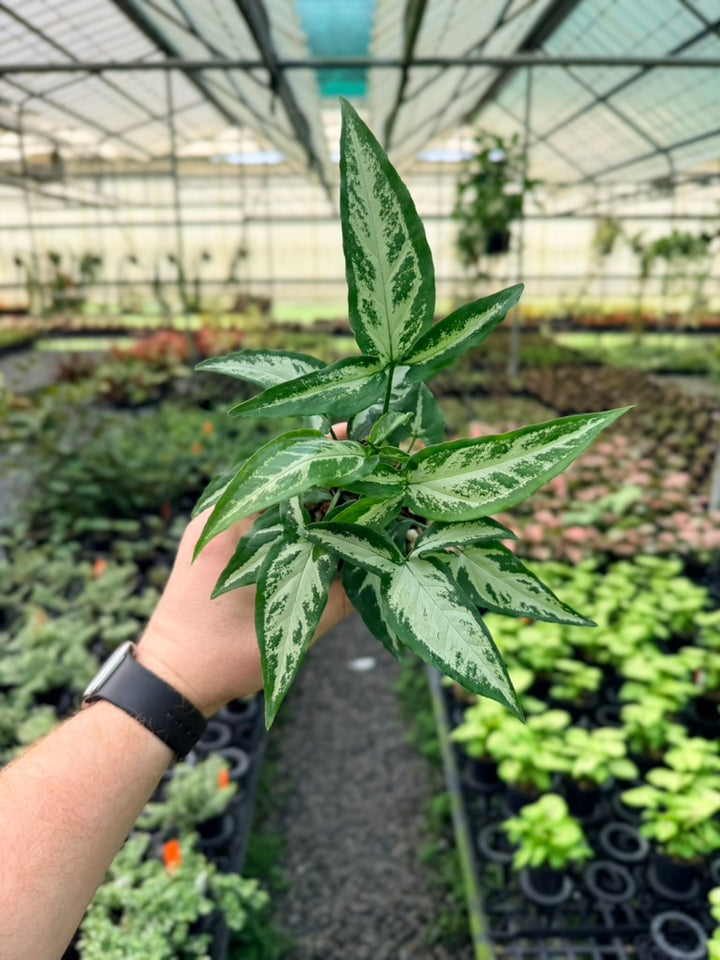 Syngonium Podophyllum - Little Star