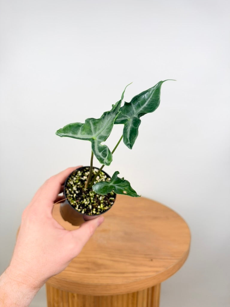 Alocasia Teletubbies