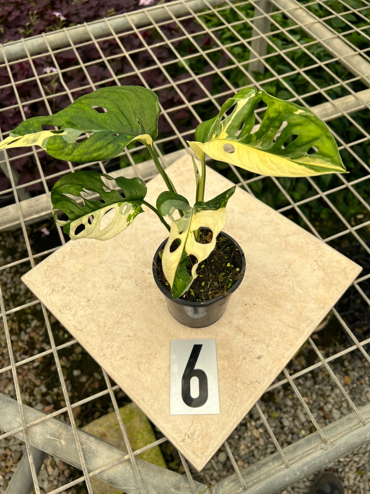 Monstera Adansonii Variegated Albo
