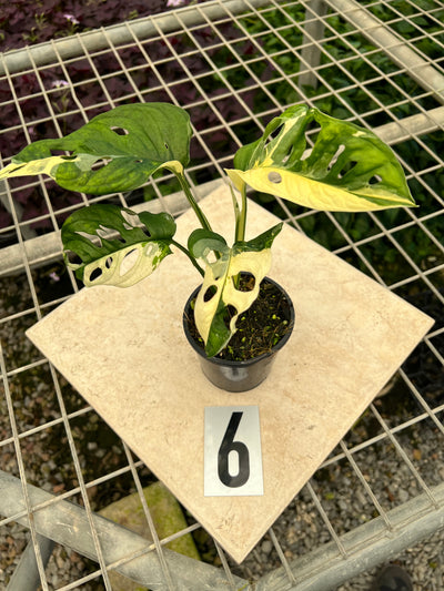 Monstera Adansonii Variegated Albo