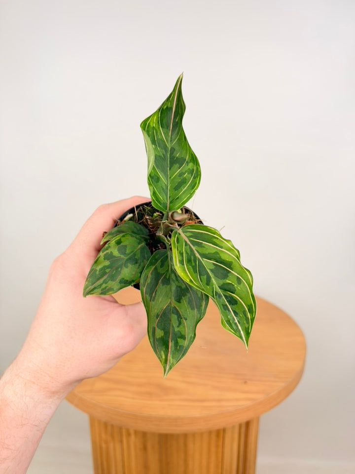 Aglaonema Pictum Tricolour X Aglaonema Rotundum - Red Army