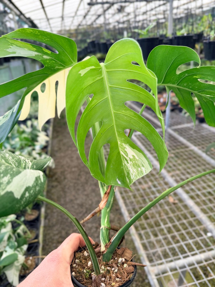 Handpicked #134 - Monstera Deliciosa Borsigiana Variegated Albo