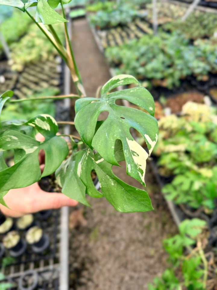 Handpicked #14 -  Rhaphidophora Tetrasperma Variegata Albo