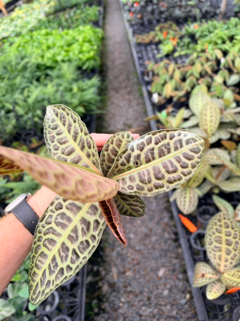 Handpicked #97 - Labisia Beccarii - Turtleback