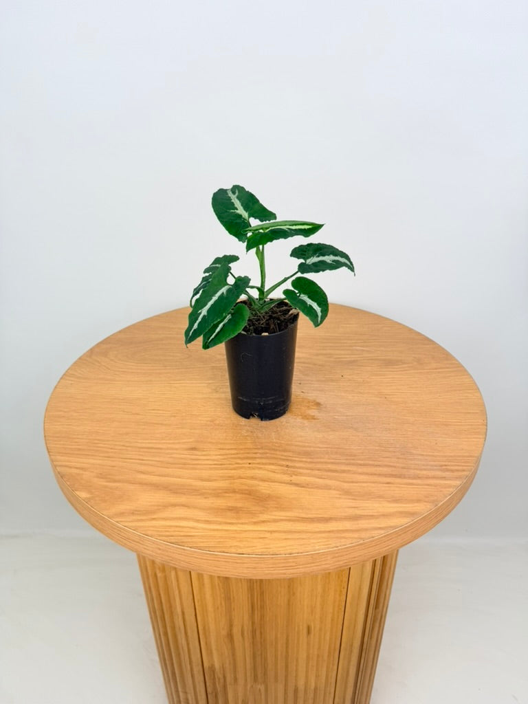 Syngonium Wendlandii