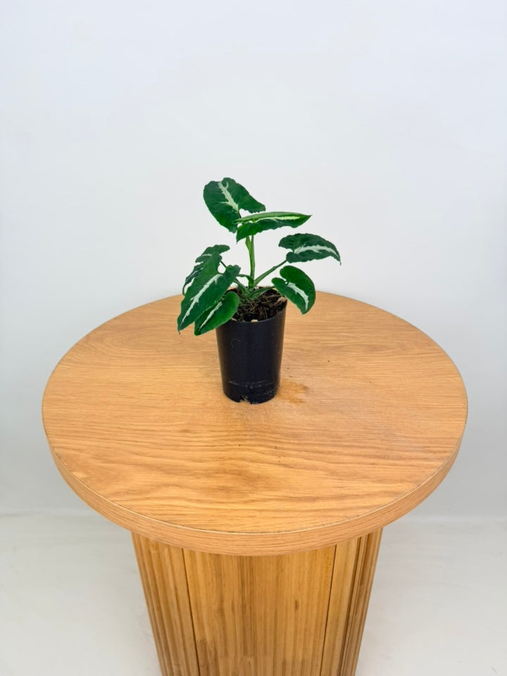 Syngonium Wendlandii