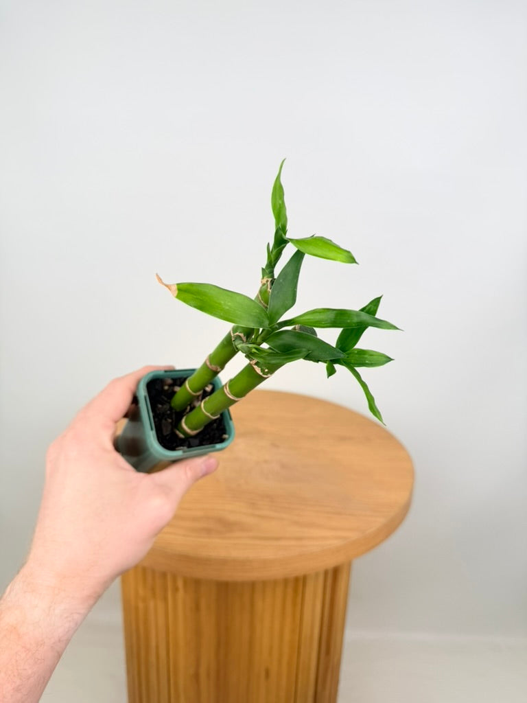 Dracaena Sanderiana - Lucky Bamboo