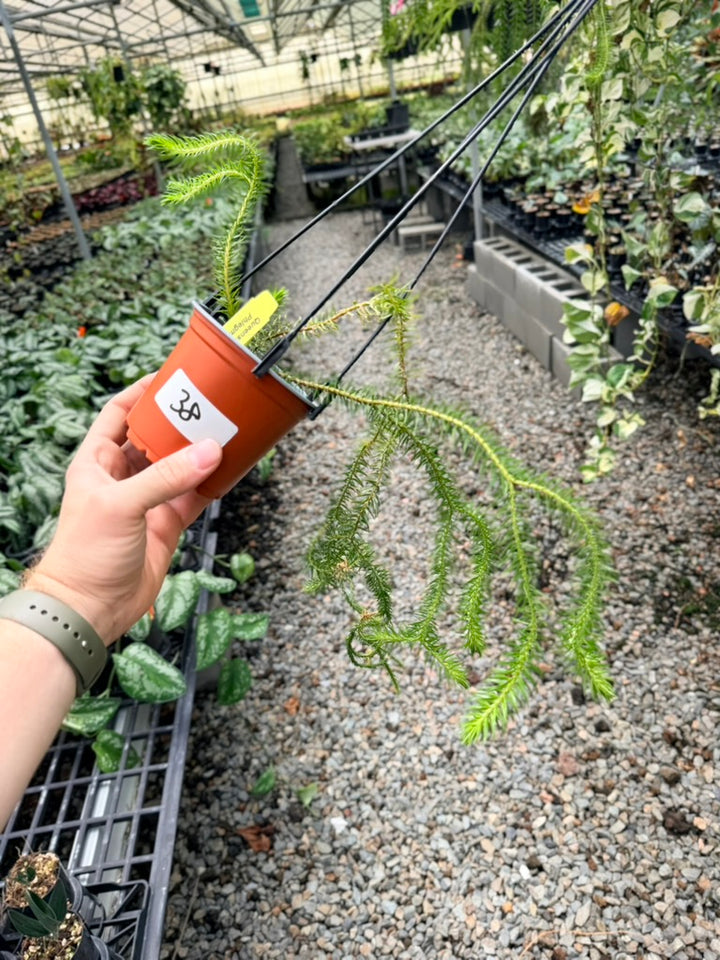 Handpicked #38 - Phlegmariurus squarrosus [Huperzia Squarrosa] - QLD Fine Rock Tassel Fern