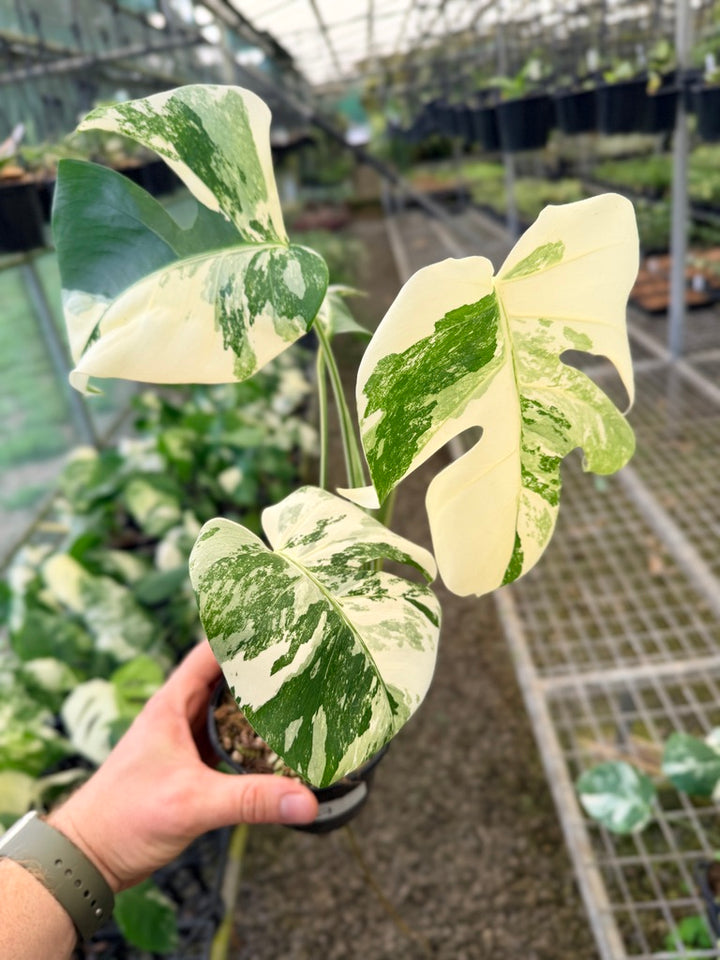 Handpicked #137 - Monstera Deliciosa Borsigiana Variegated Albo
