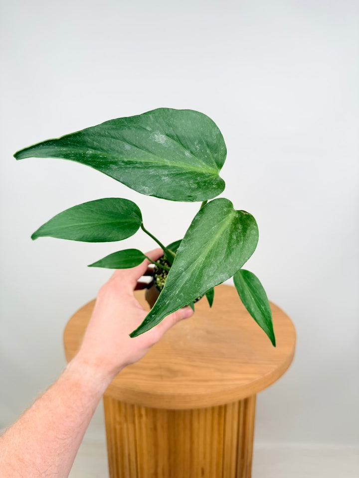Monstera Burle Marx Flame