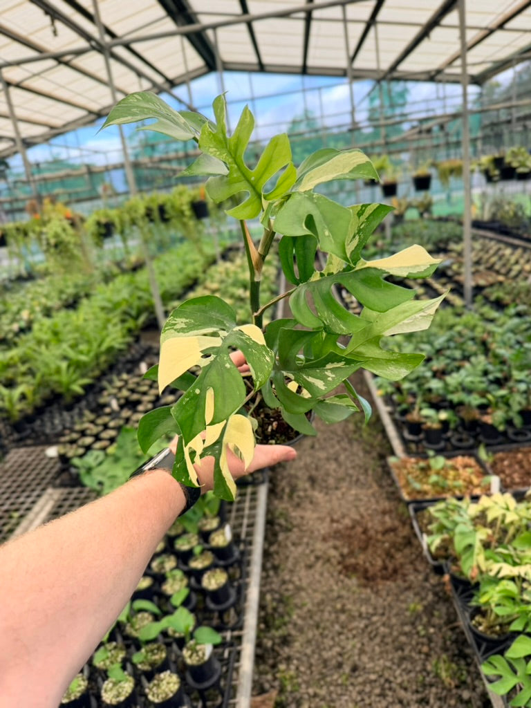 Handpicked #13 - Rhaphidophora Tetrasperma Variegata Albo