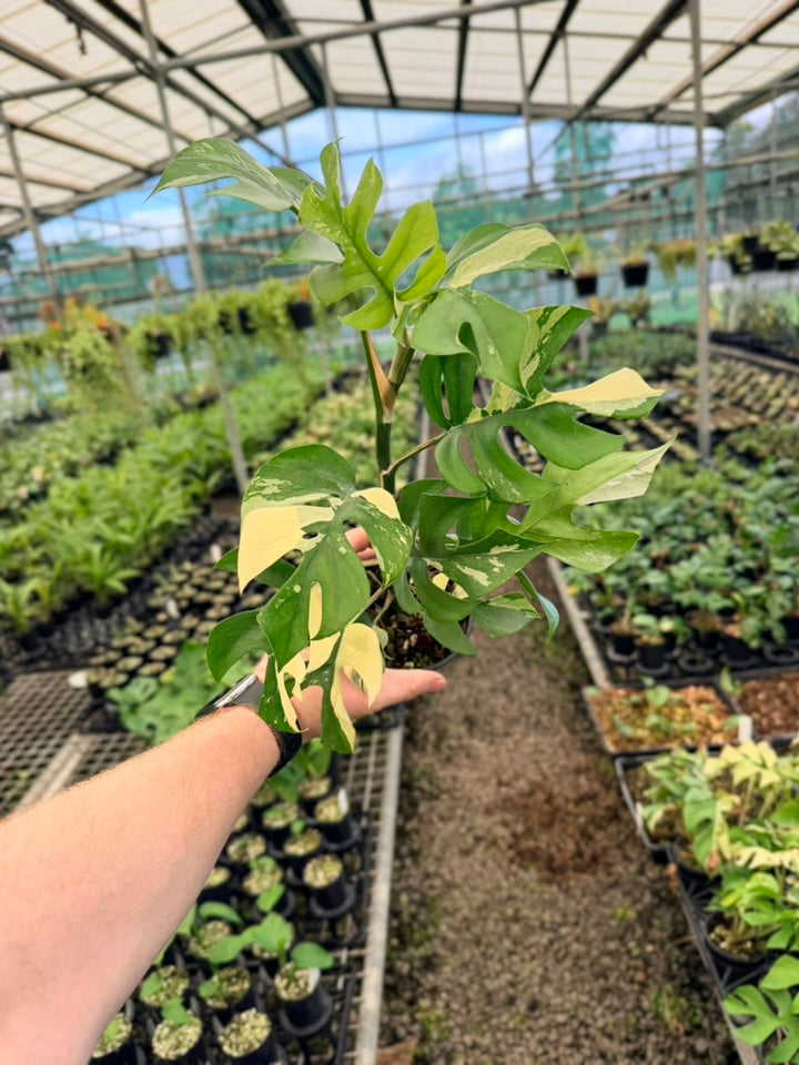 Handpicked #13 - Rhaphidophora Tetrasperma Variegata Albo