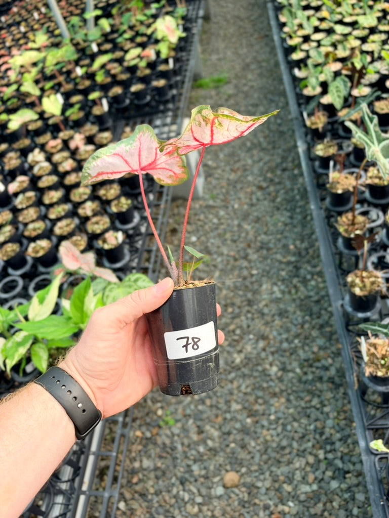 Handpicked #78 - Caladium Bicolor - Apple Blossom
