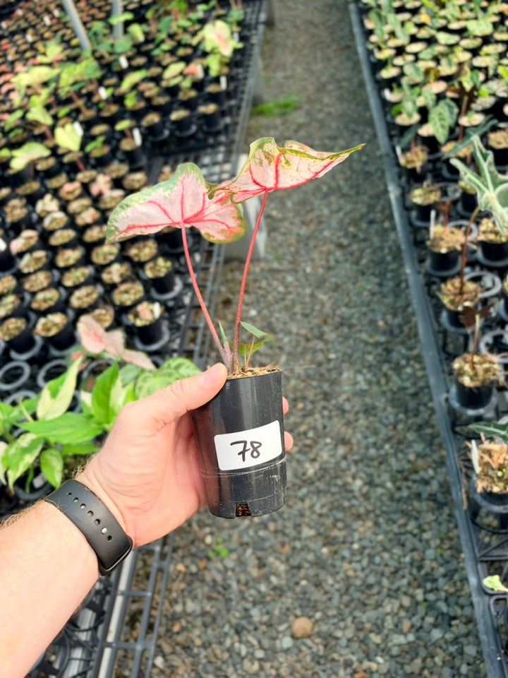 Handpicked #78 - Caladium Bicolor - Apple Blossom