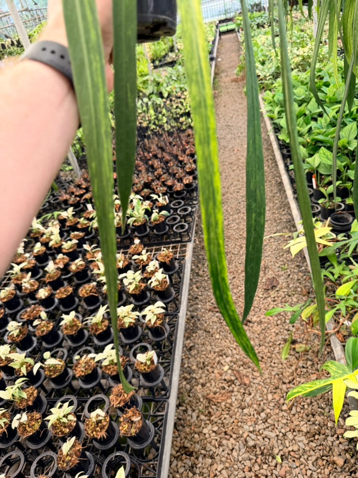 Handpicked #17 - Anthurium Vittariifolium Variegata