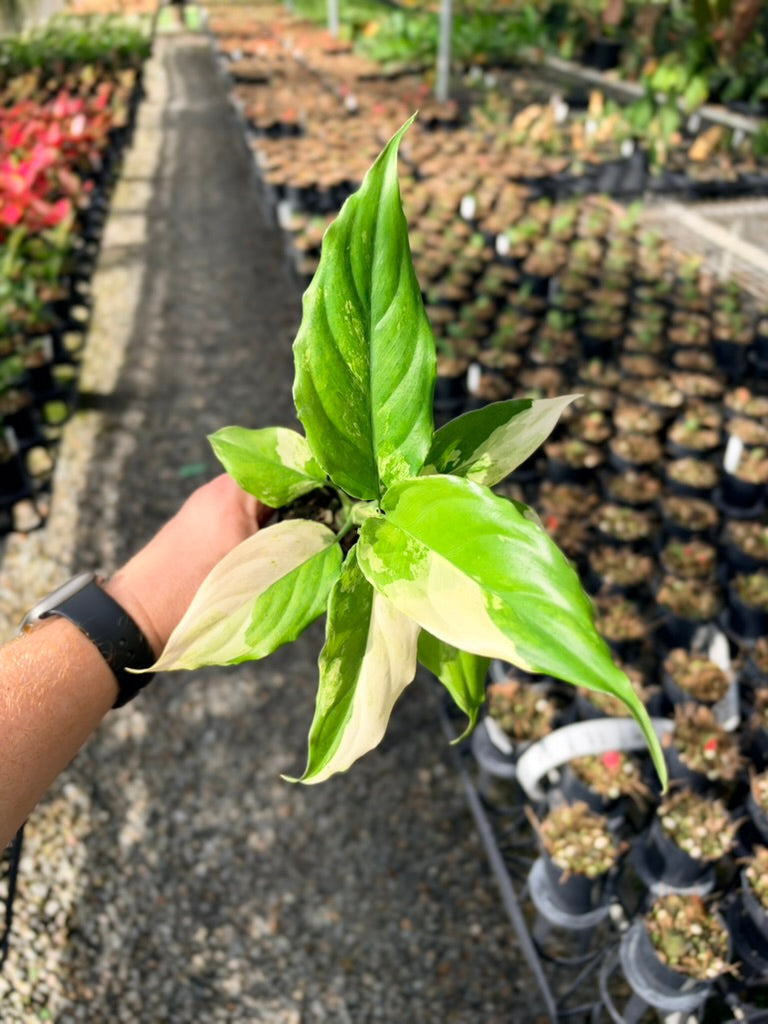 Handpicked #71 - Aglaonema Modestum Variegata