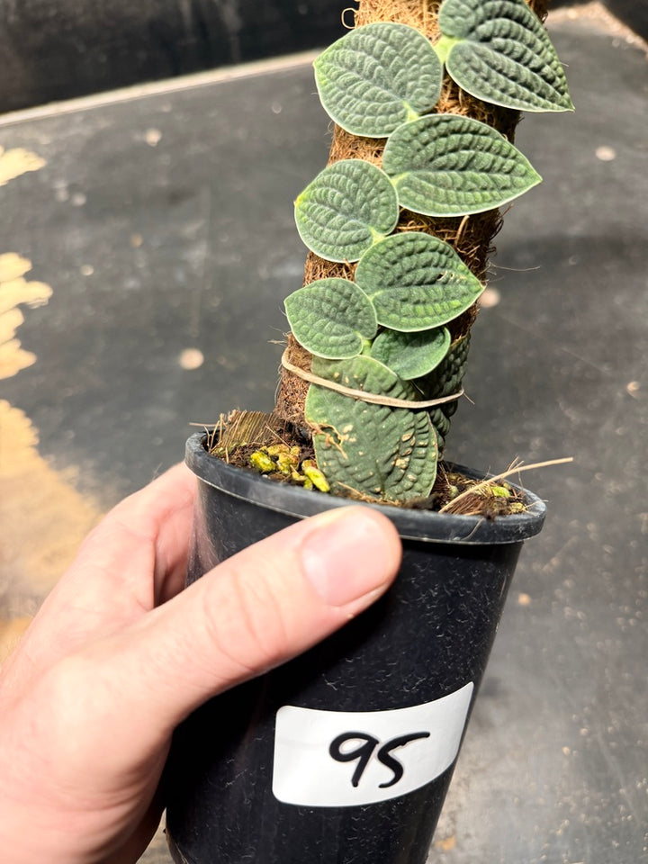 Handpicked #95 - Rhaphidophora Versteegii Totem - 100mm Pot