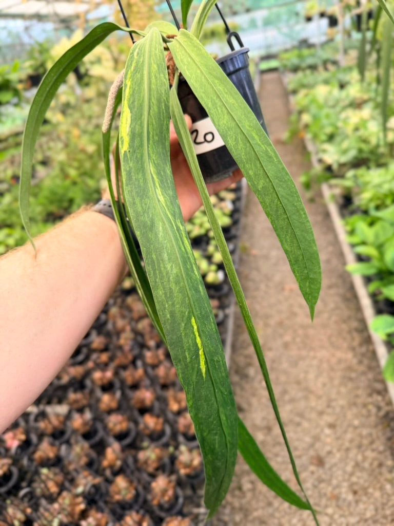 Handpicked #20 - Anthurium Vittariifolium Variegata