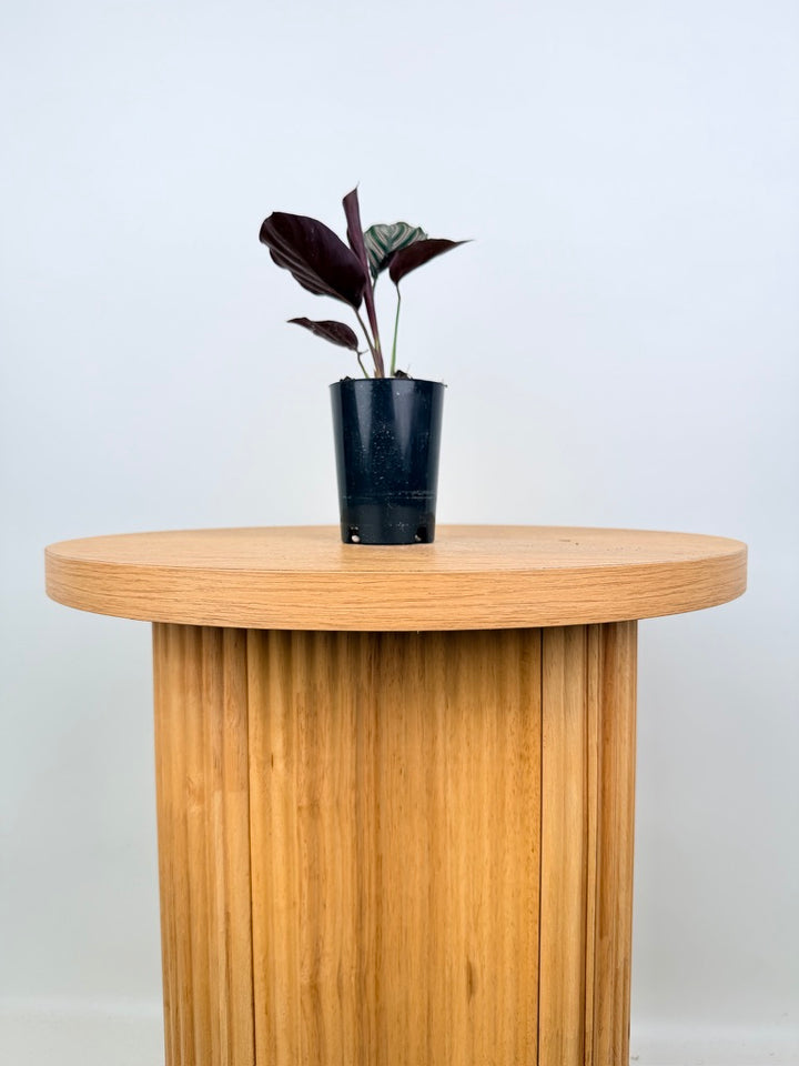 Goeppertia [Calathea] Ornata - Sanderiana