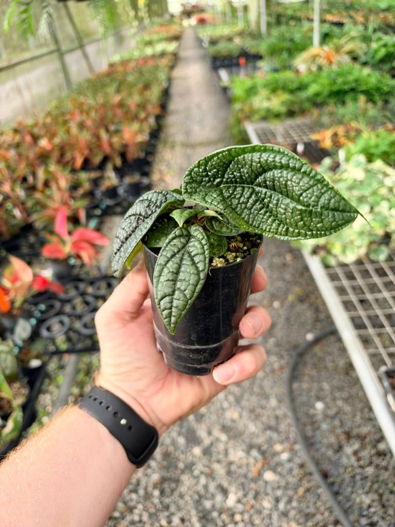 Handpicked #95 - Piper Parmatum