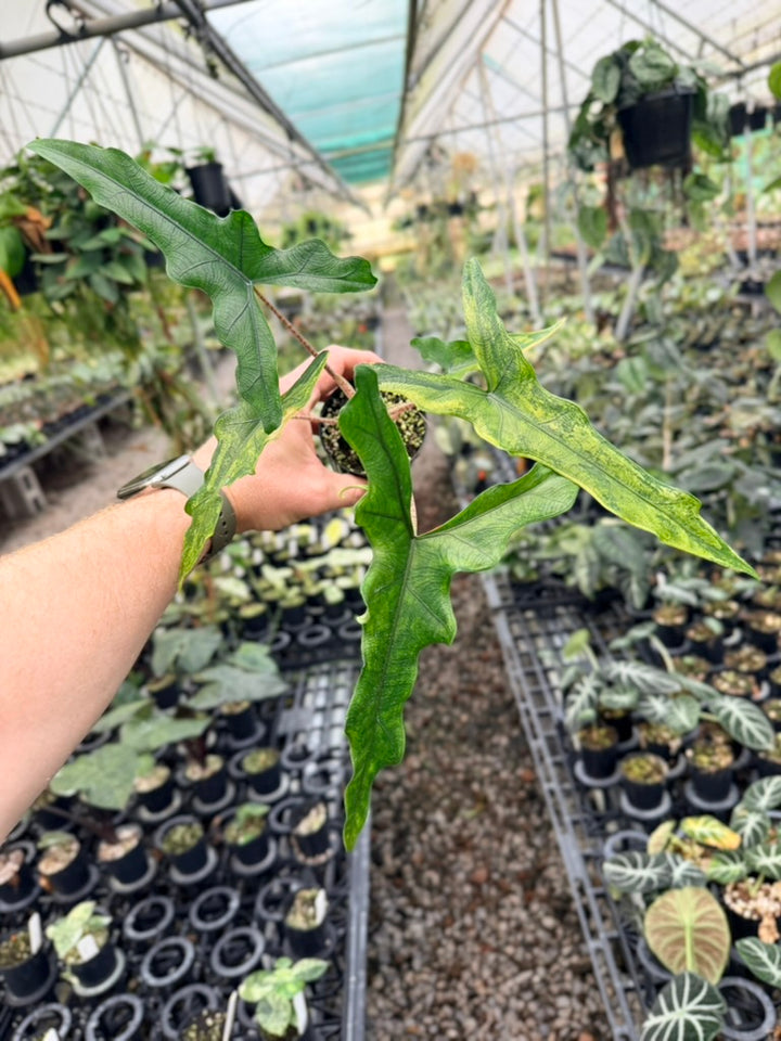 Handpicked #22 - Alocasia sp Sulewasi 'Sabrina Narrow' - Aurea Variegata
