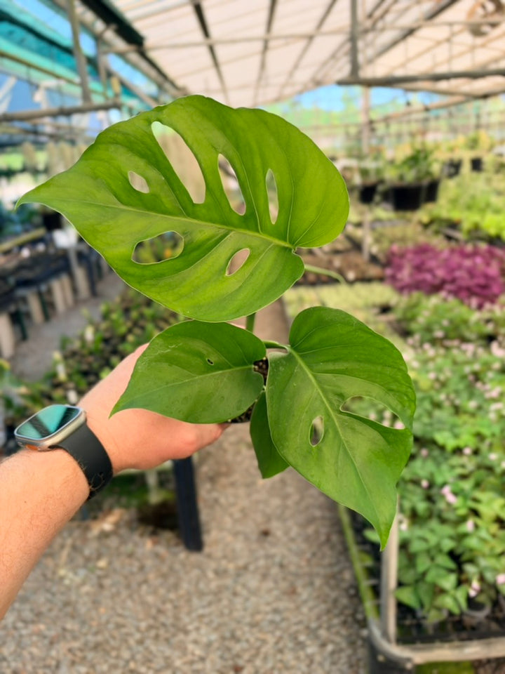 Monstera Deliciosa Var. Borsigiana X Laniata